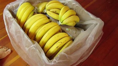 The German discounter Aldi wants to force Colombian farmers to sell their bananas at a cheaper cost. . Banana porn
